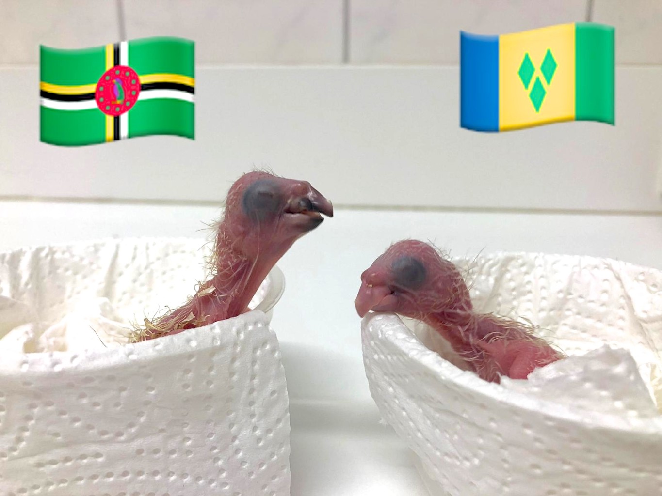 Red-necked (A. arausiaca)(left) and St Vincent (A. guildingii)(right) Amazon chicks hatched at ACTP